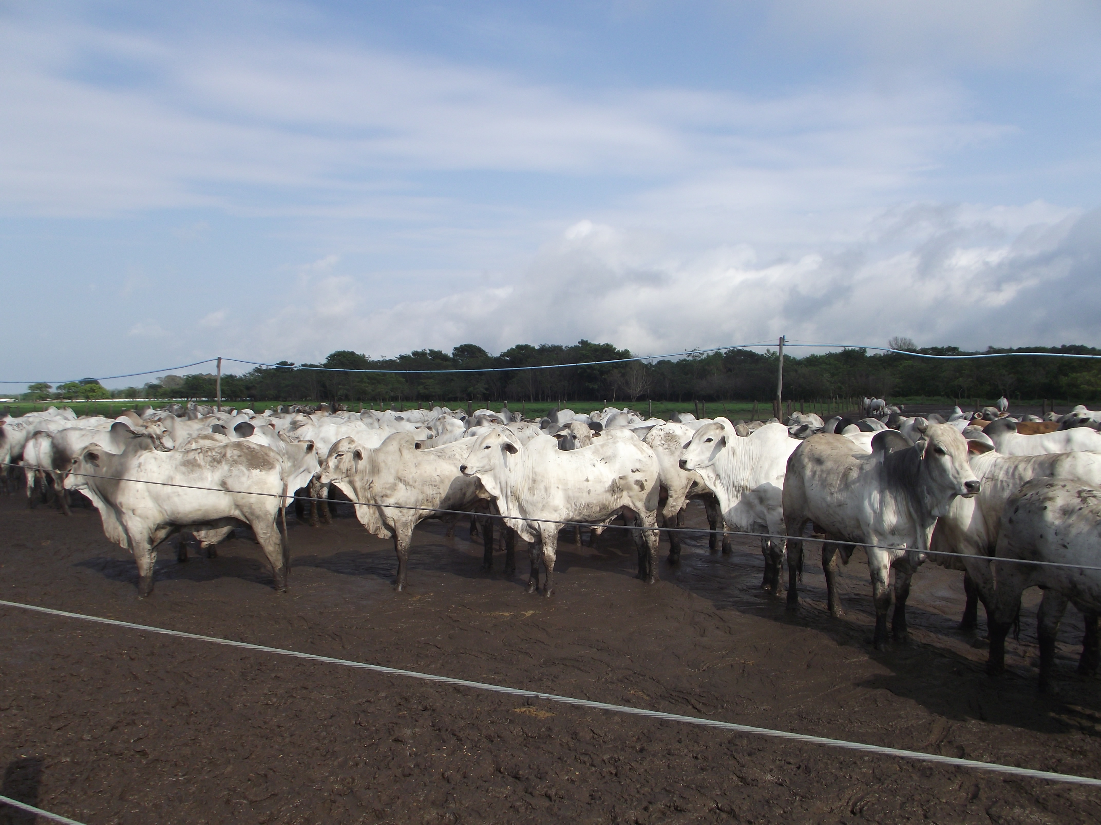A relação entre confinamento de bovinos e bem-estar animal