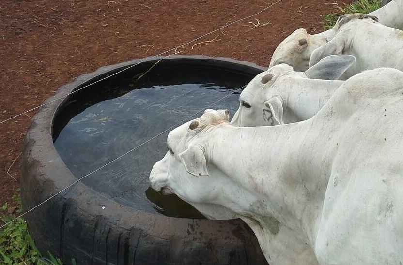 Oferecer água de qualidade para o gado é o primeiro passo para garantir o bem-estar animal 