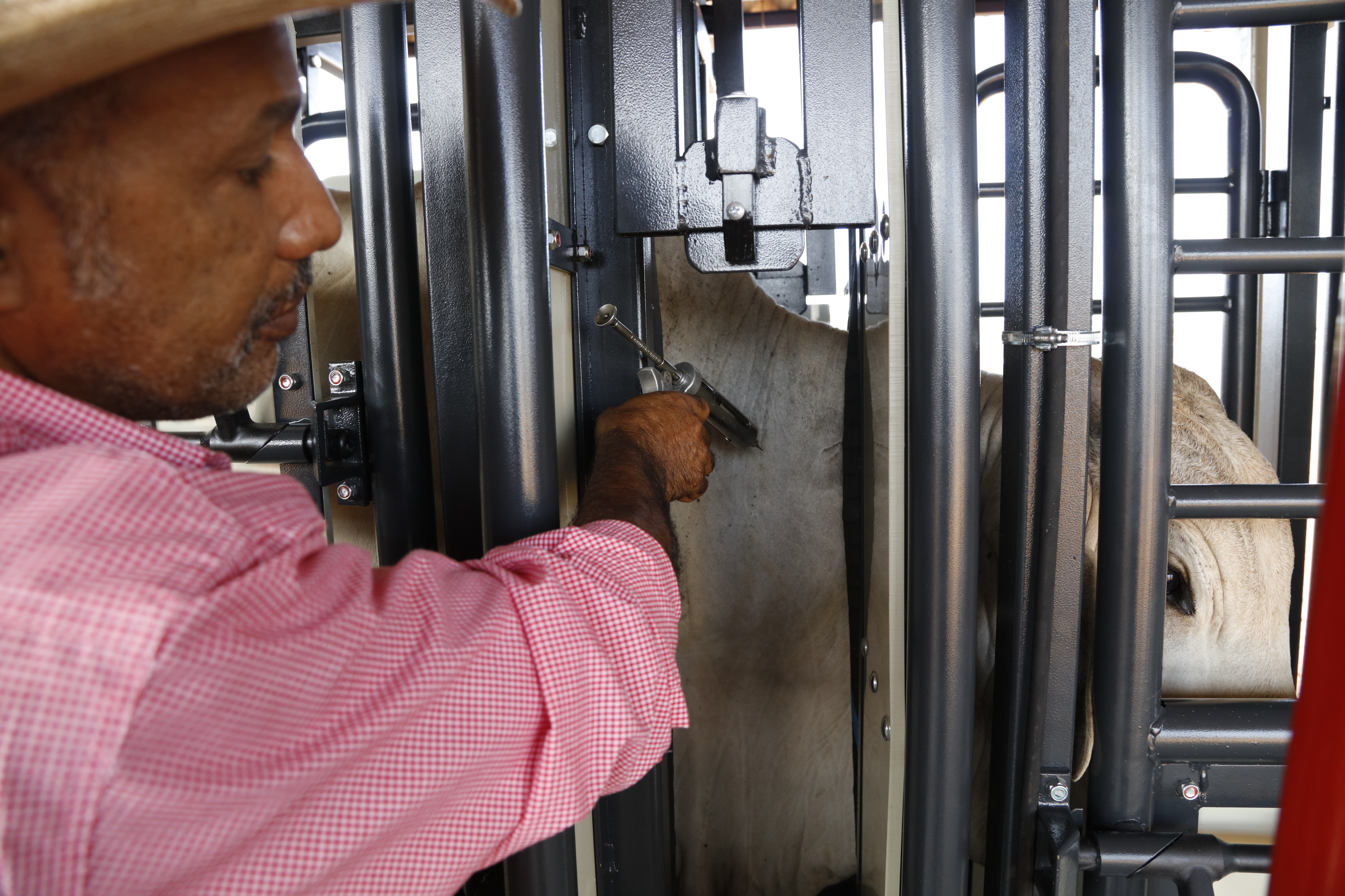 Novembro é mês de vacinar bovinos e bubalinos contra a febre aftosa