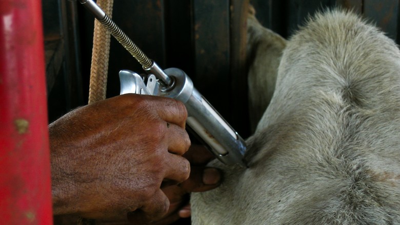 Manejo calmo e sem pressa melhora resposta do rebanho à vacinação 