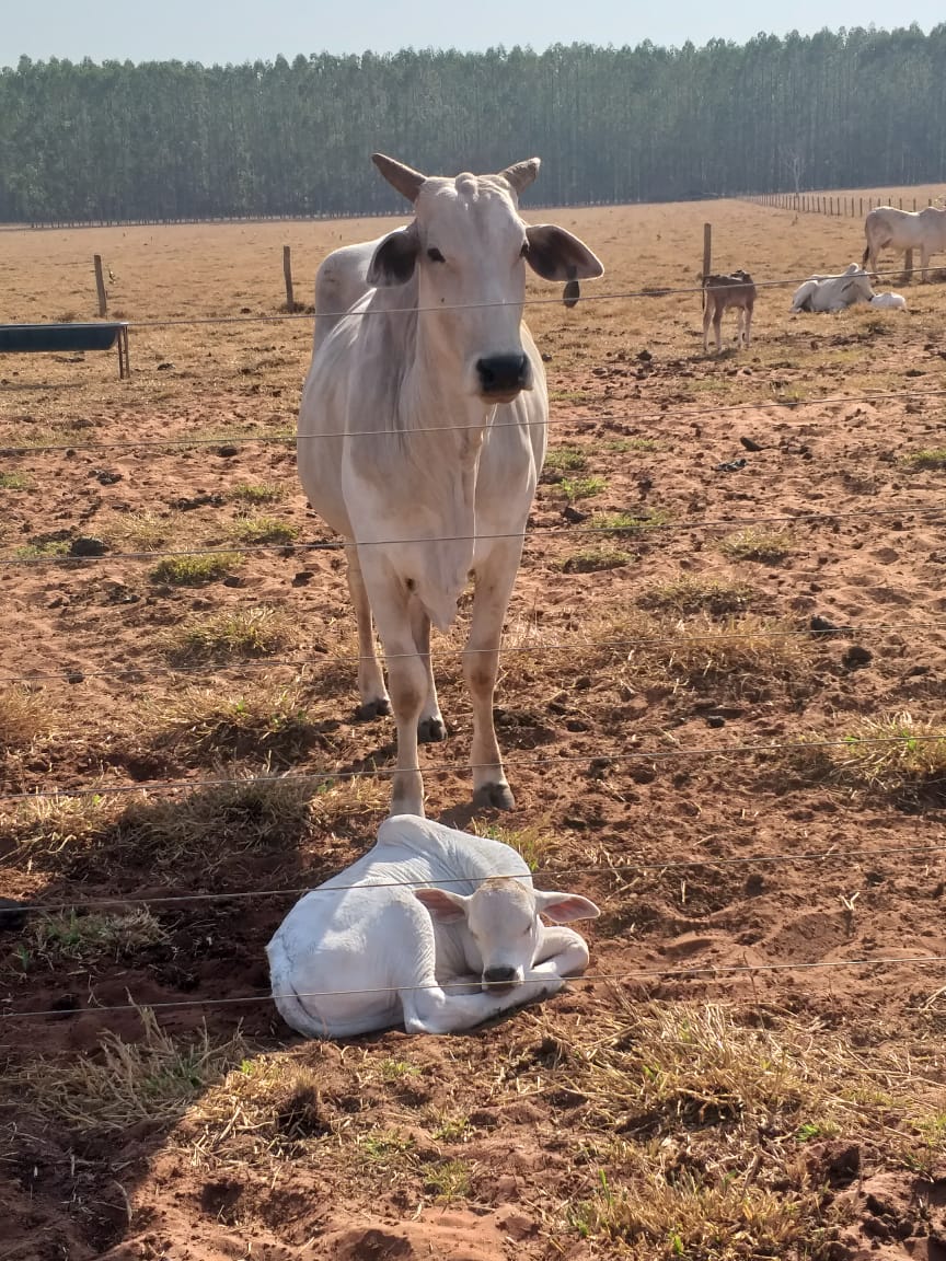 Manejo de bezerros após o nascimento requer atenção redobrada do produtor 