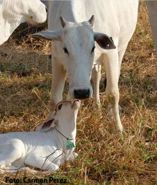 Cuidados especiais com o bezerro podem garantir maior lucratividade para a sua fazenda 