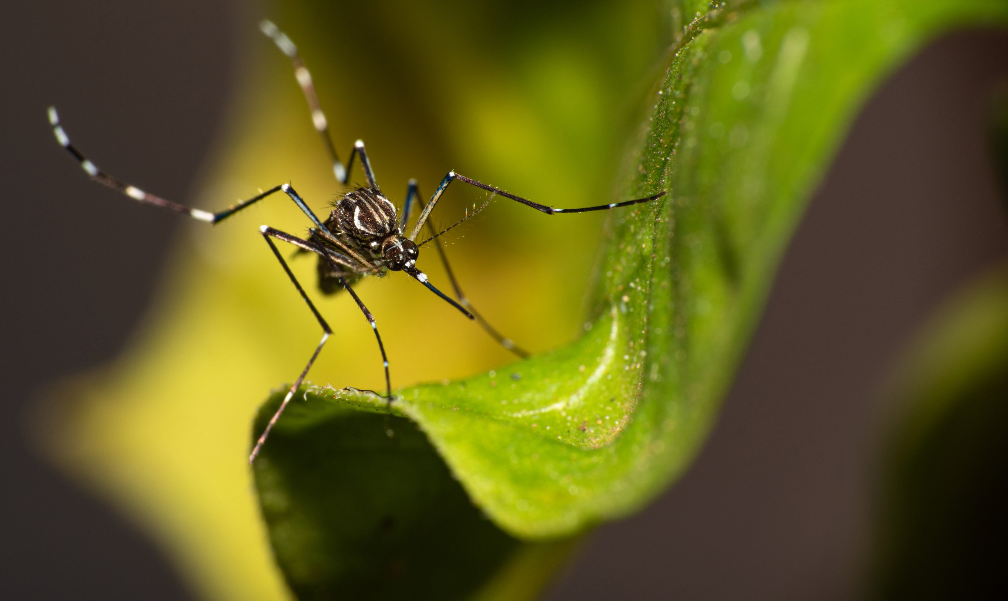 Dengue em alta: saiba como conter essa doença no campo