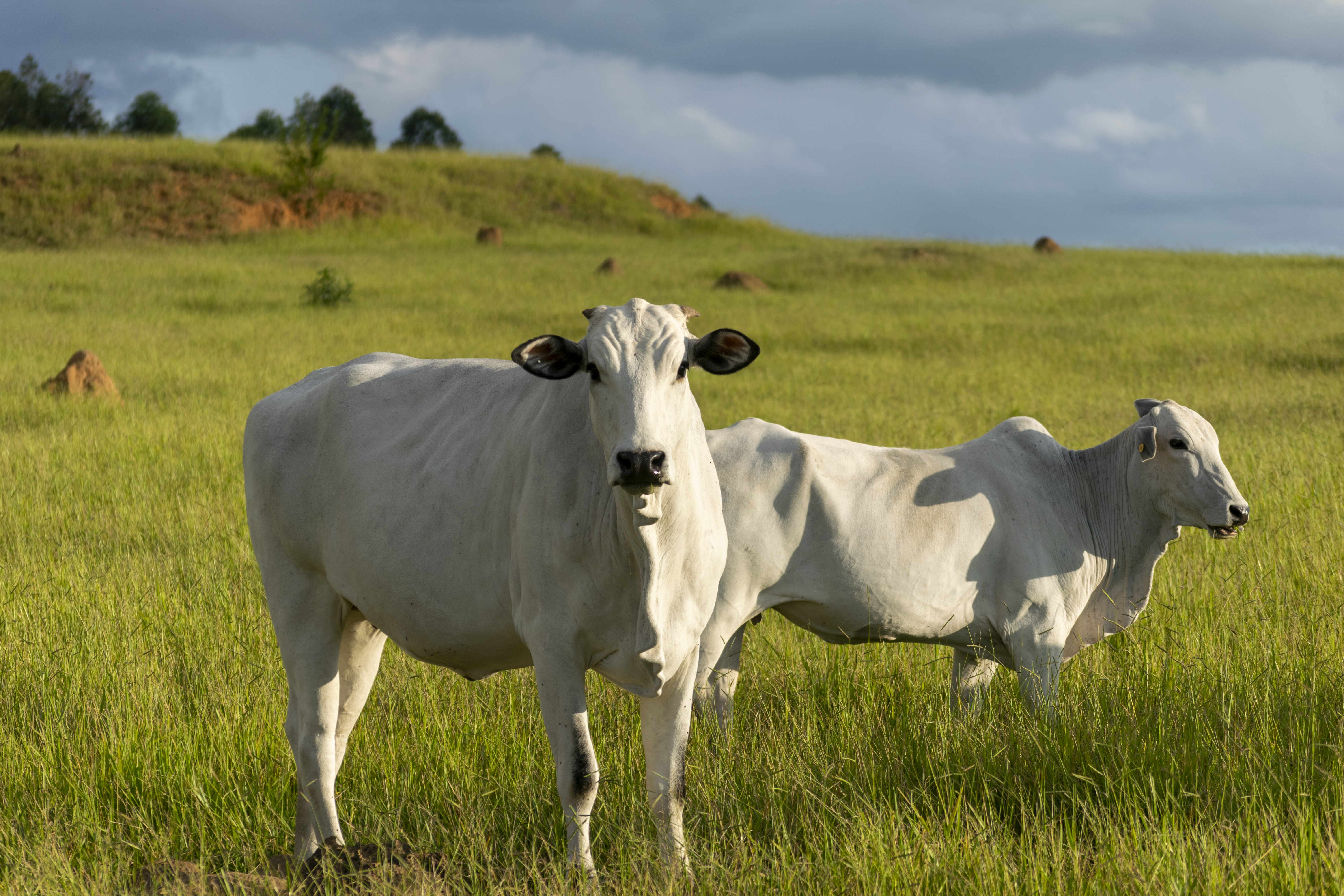 Agropecuária brasileira caminha para se tornar referência global em sustentabilidade