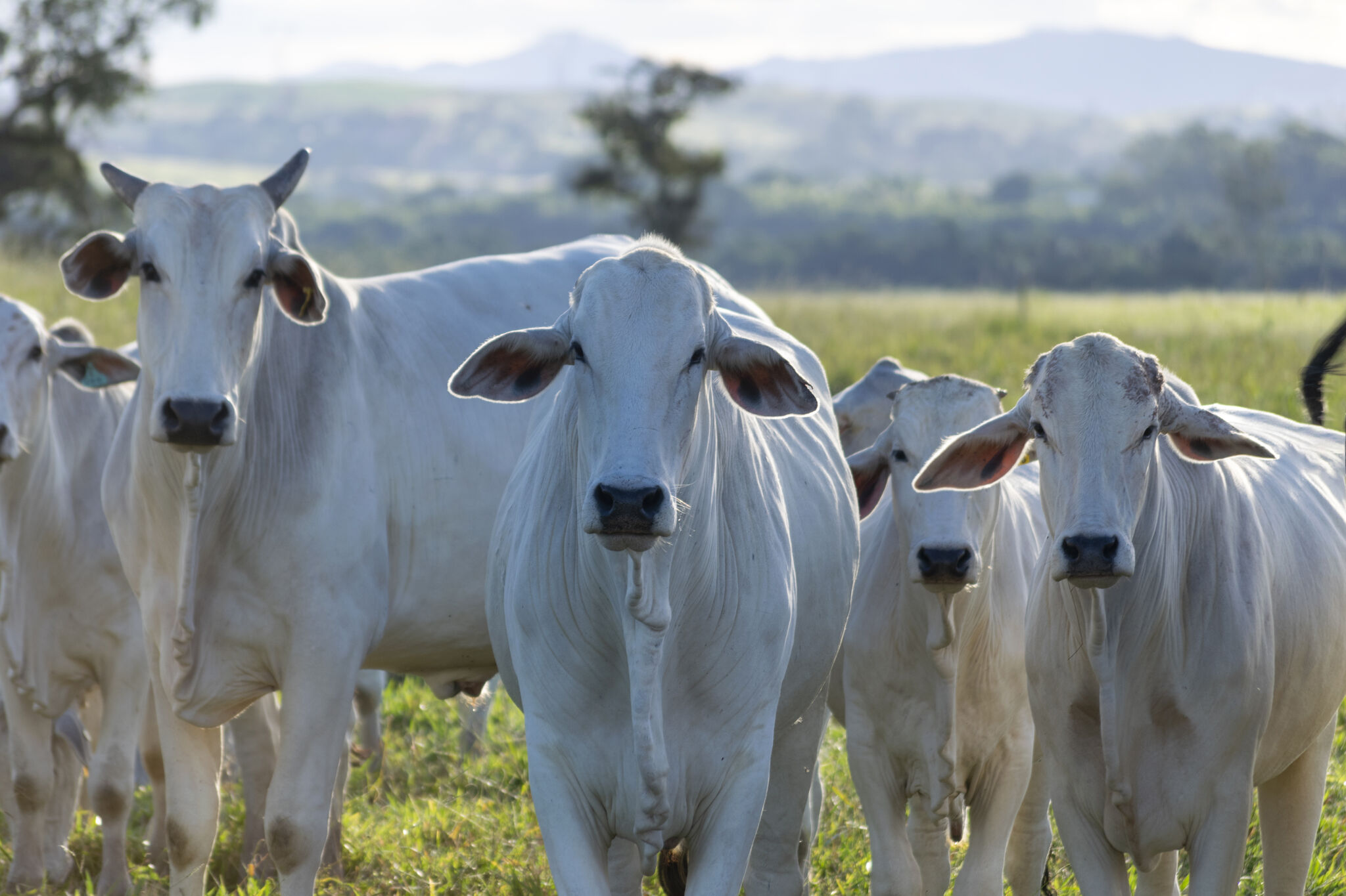 Bem-estar animal se consolida como pilar da pecuária sustentável