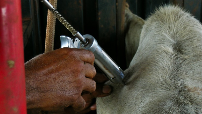 Vacinação bovina com manejo individual favorece o bem-estar animal e humano, reduz perdas e aumenta a eficiência produtiva